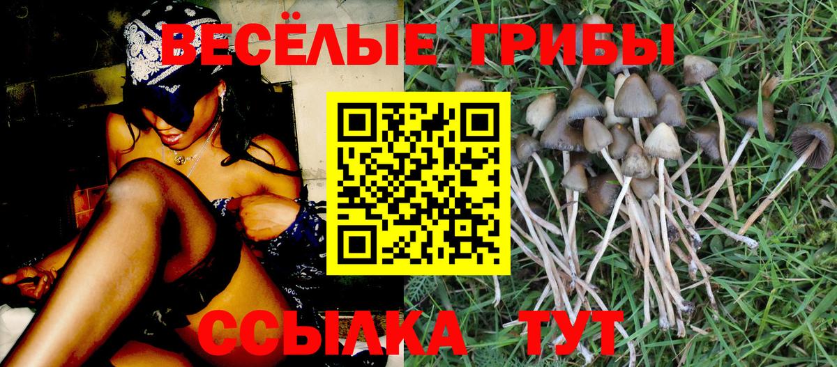 Псилоцибиновые грибы Psilocybe  Вход с VPN  Всеволожск 